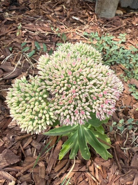 Backyard - 4701 Meade St