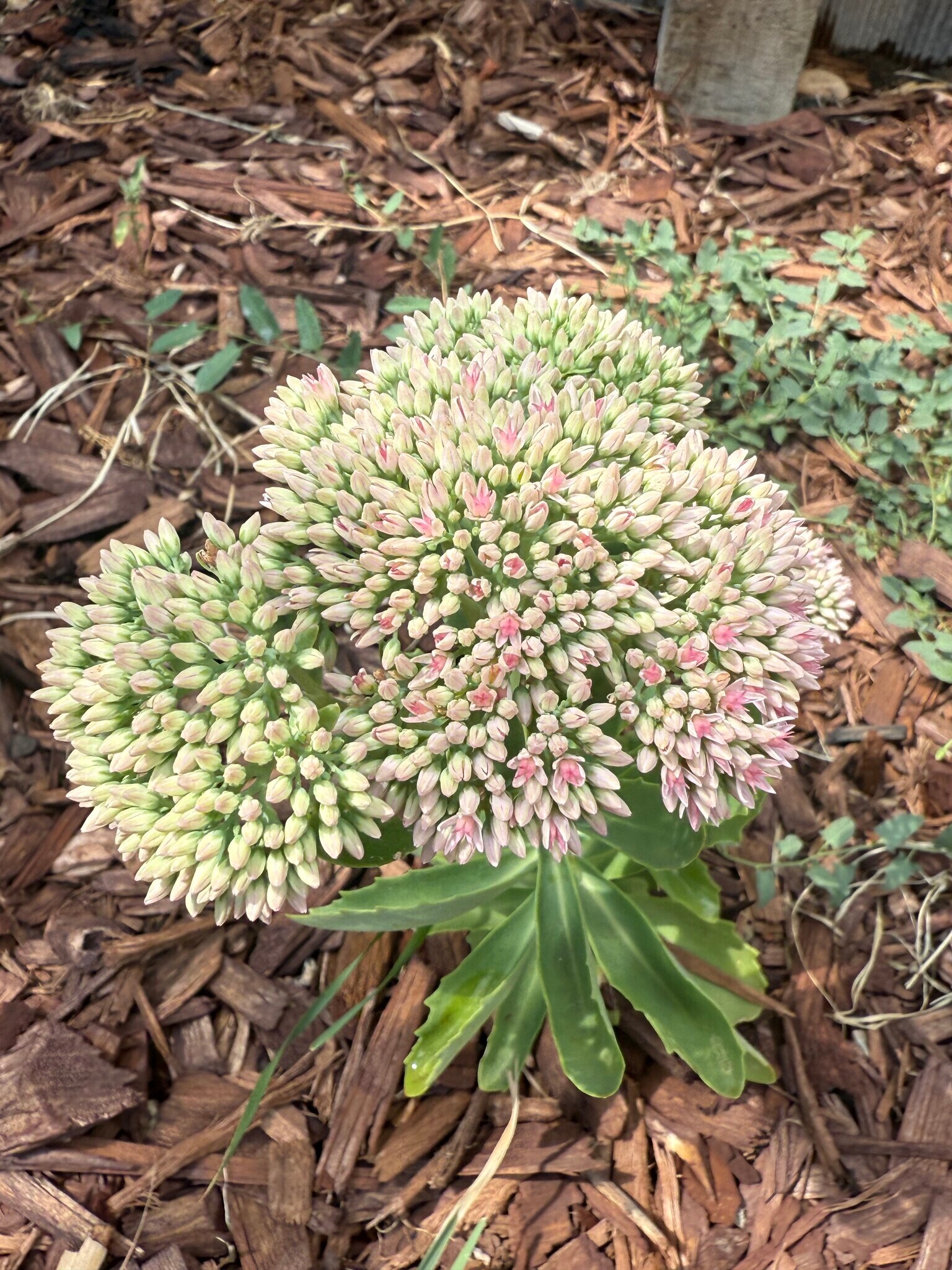 Backyard - 4701 Meade St