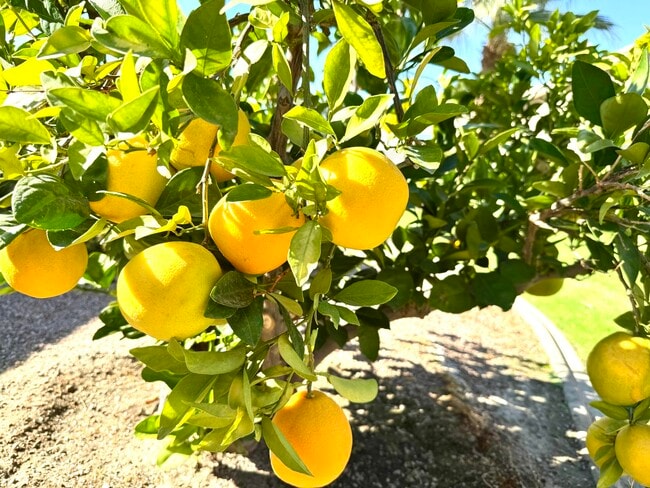 Building Photo - 80372 Camino San Lucas