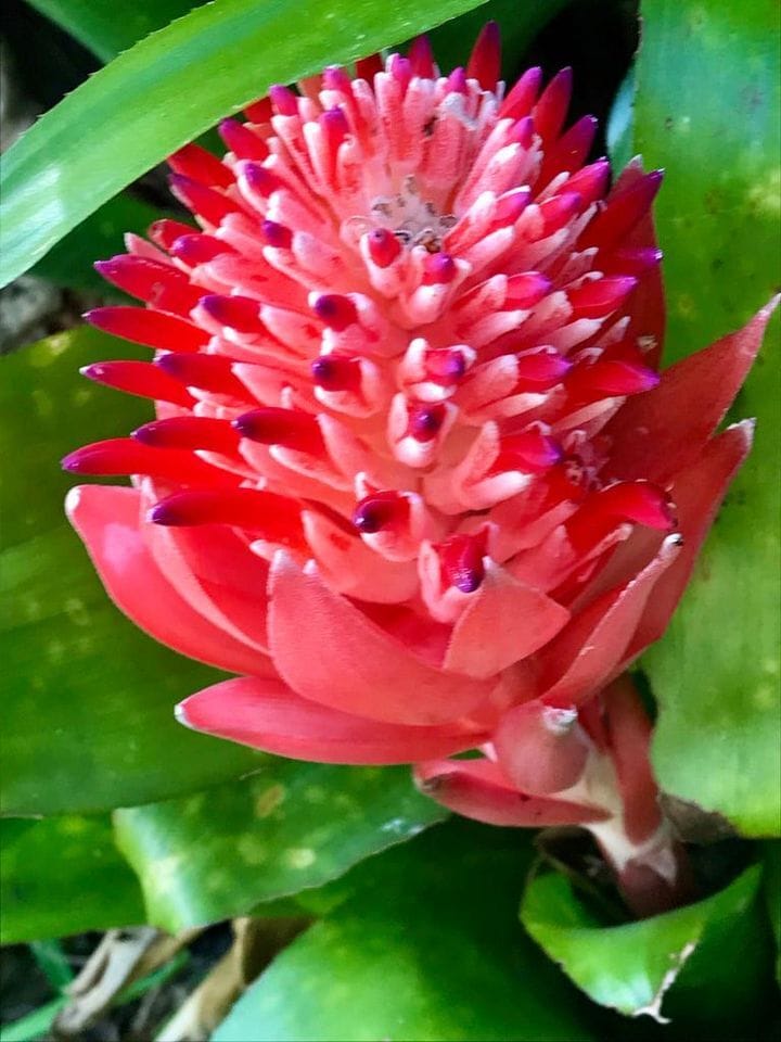 Bromeliads - 1412 NE 2nd Ave