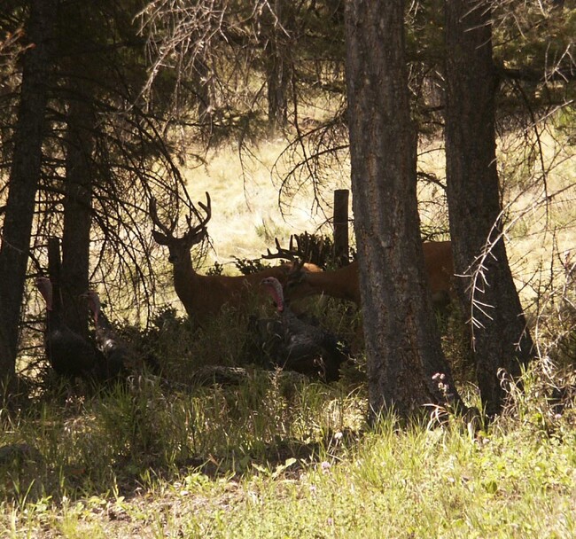 Abundant Wildlife - 595 Danielson Rd