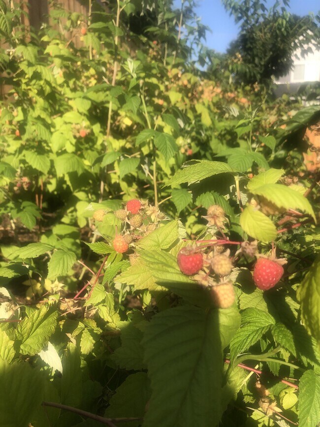 Building Photo - 10620 101st St Ct SW