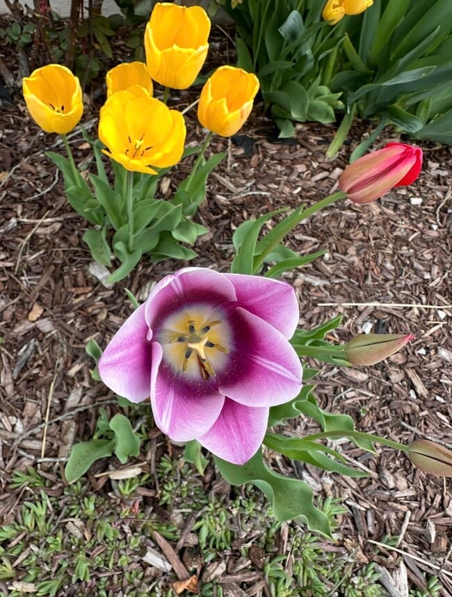 Building Photo - 2560 Fillmore Ave