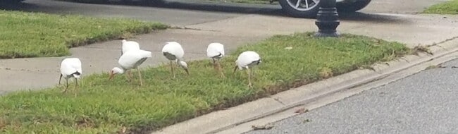 Building Photo - 237 N Hidden Tree Dr