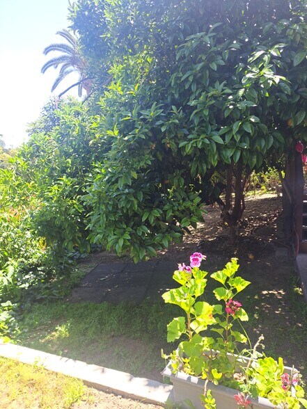 back yard - 1972 Avalon St