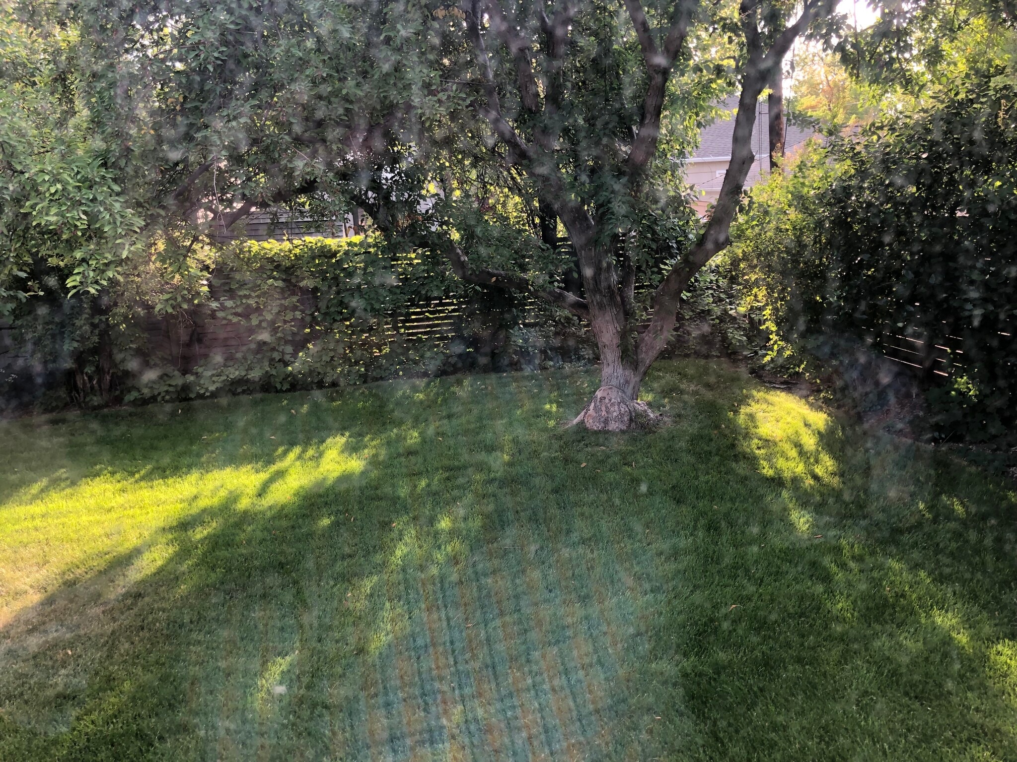 Beautiful Backyard Crabapple Tree - 1906 S Imperial St