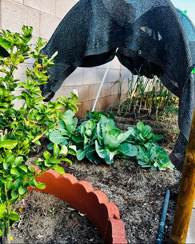 Building Photo - 11583 Rossovino St