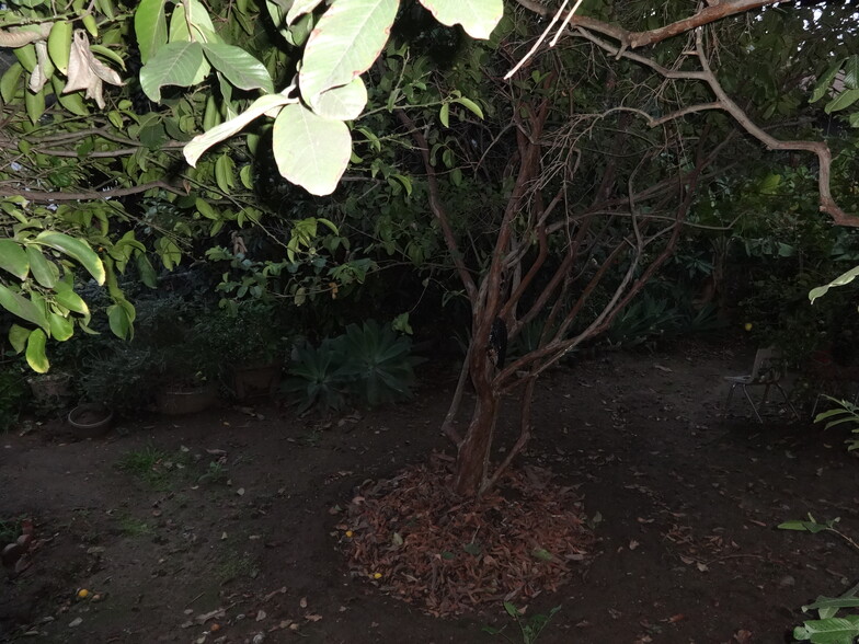 back yard - 1972 Avalon St
