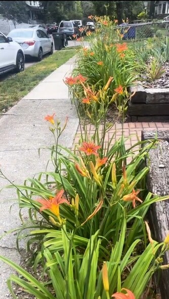 Garden - 2439 Medary Ave