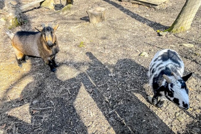 Building Photo - $2,700 - All Utilities Included Modern ADU with Two Bedrooms Townhouse Ready For Lease!