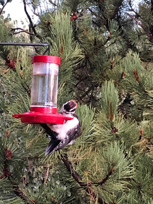 Building Photo - 609 Buffalo Ridge Rd