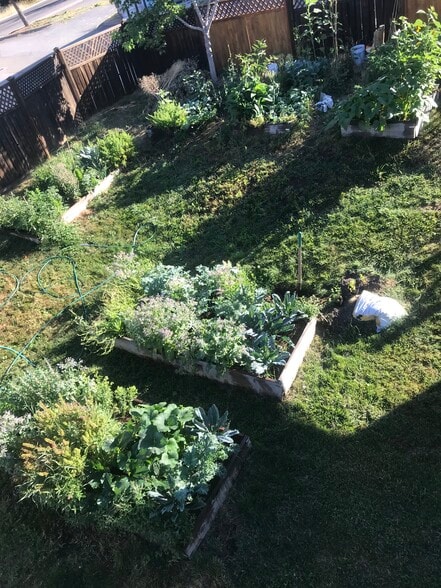 Organic garden in summer - 630 Chestnut St