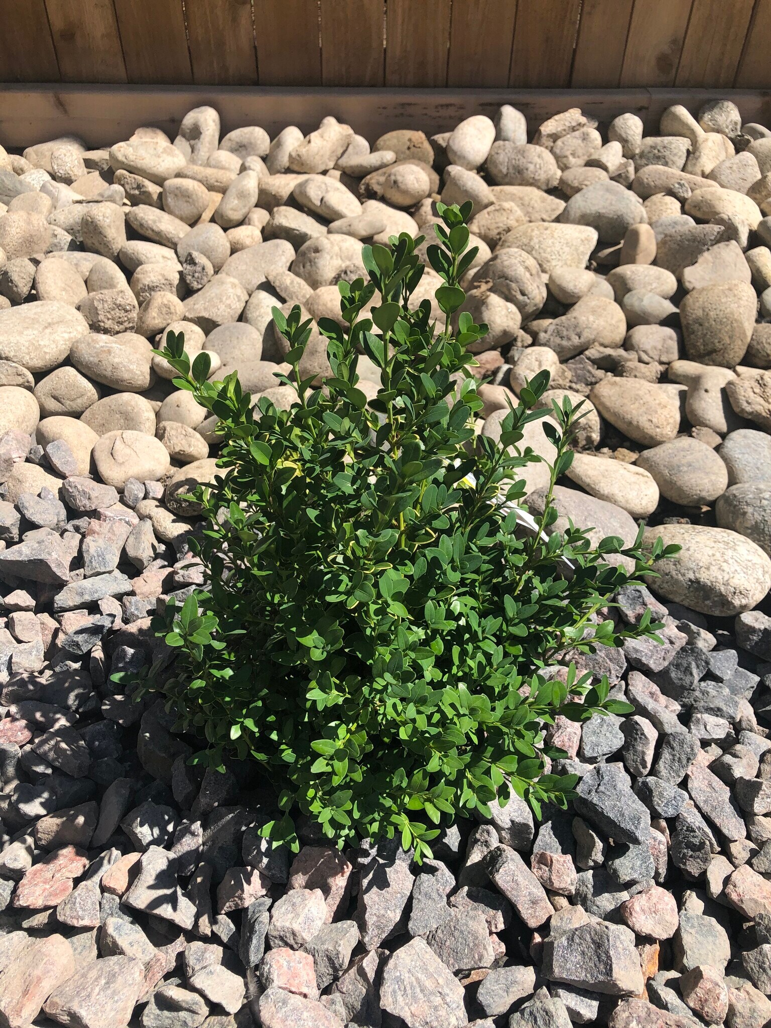 Landscaping greenery - 537 High Point Dr