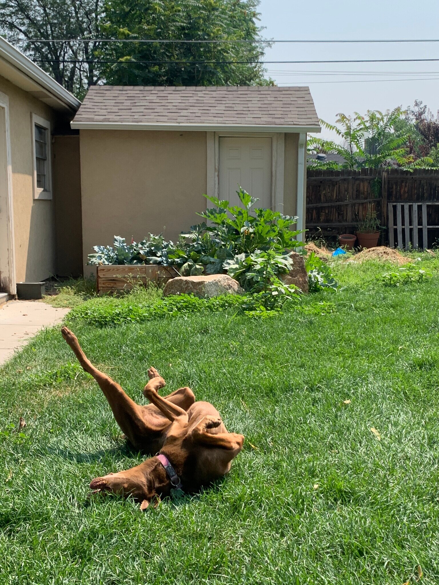 Dogs love the yard! - 5130 Clay St