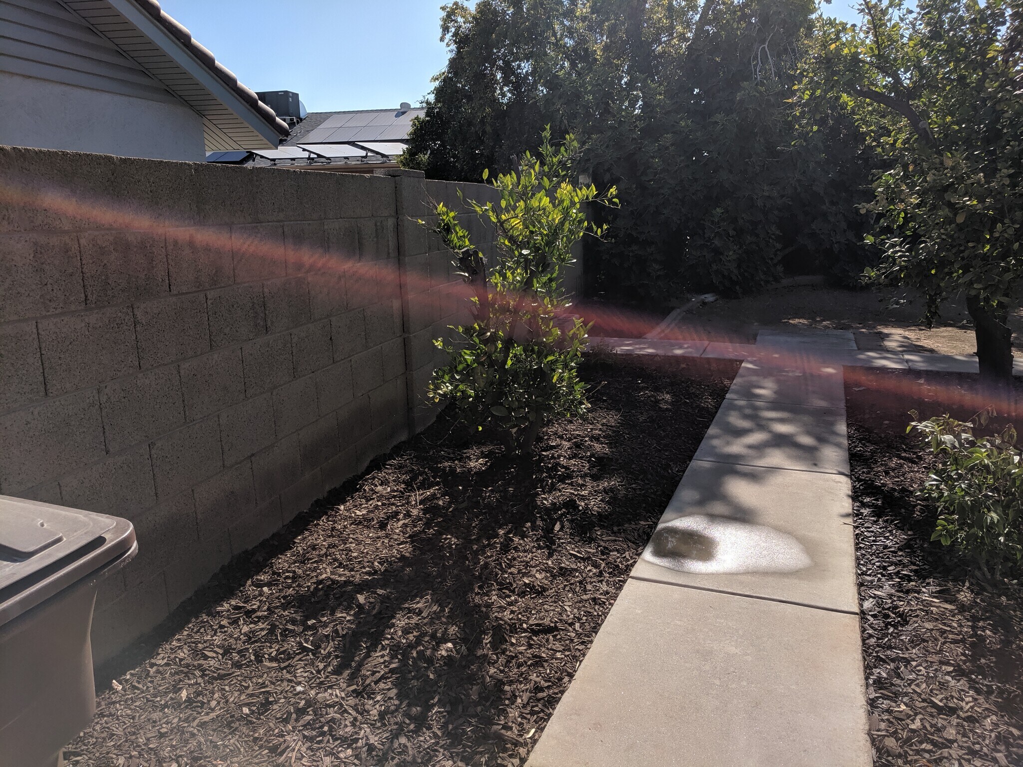 Orange tree - 14101 N 78th Dr