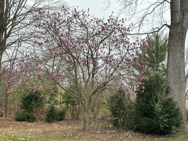 Building Photo - Ranch in Bedford County with Extra Amenities