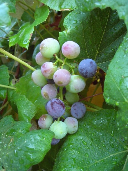 grapevines! - 2129 NW 201st St