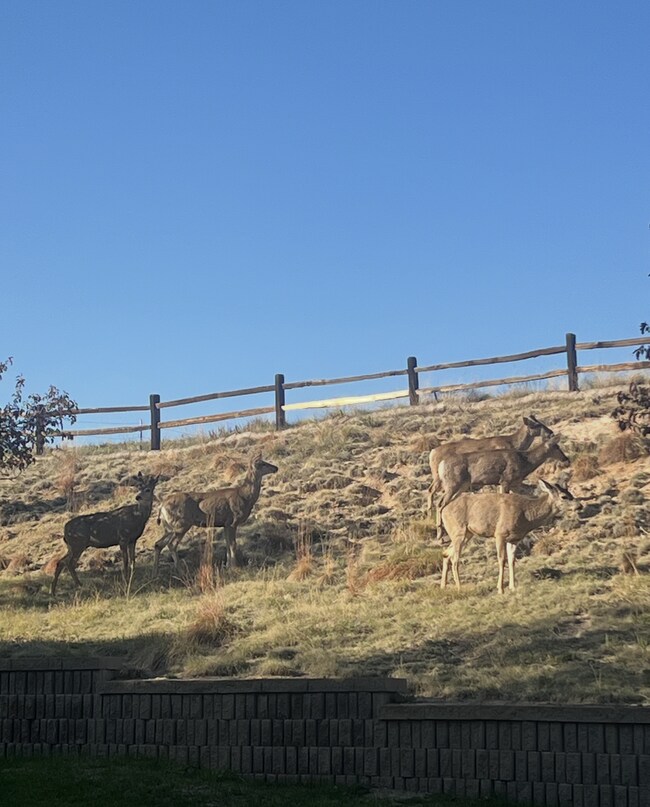 Building Photo - Spacious 3 bedroom in the heart of Castle Rock!