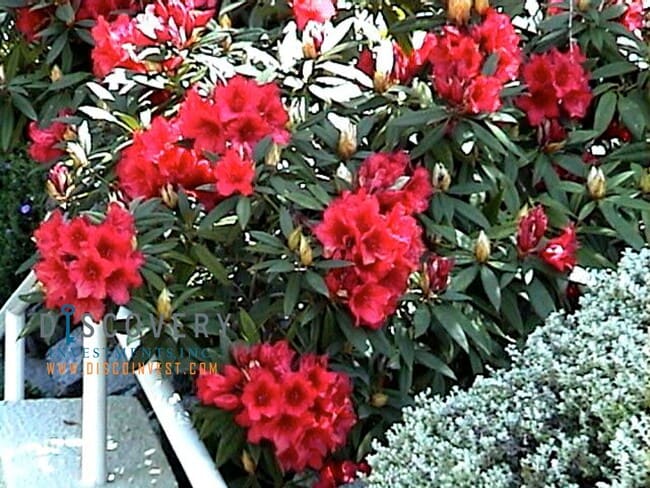 Building Photo - Traditional Six Bedroom Home with Exceptional SF Bay Views with In Law Unit