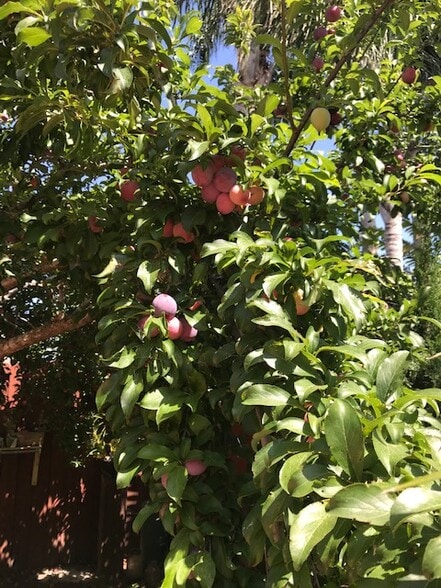 Plum tree fruiting in the summer - 5029 Douglas Ln