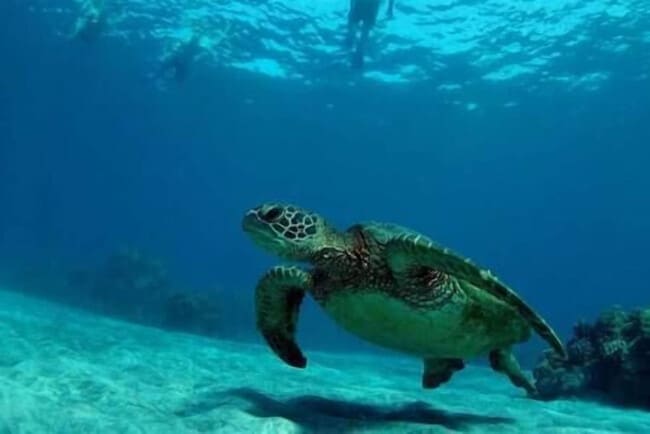 Building Photo - 2575 S Kihei Rd