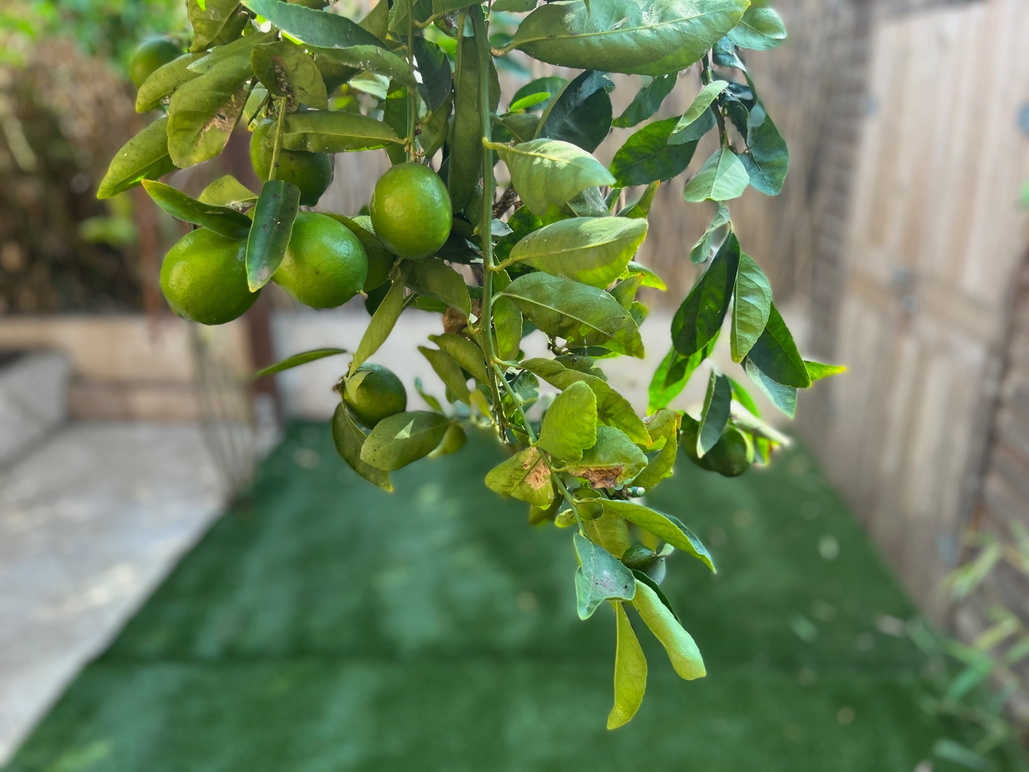 Building Photo - 1684 West Blvd