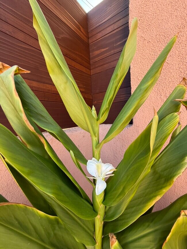 Building Photo - 8507 Croydon Ave