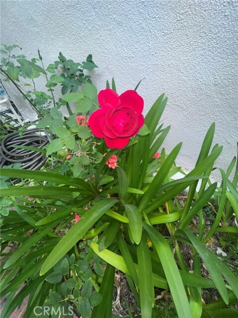 Building Photo - 135 Canon Dr