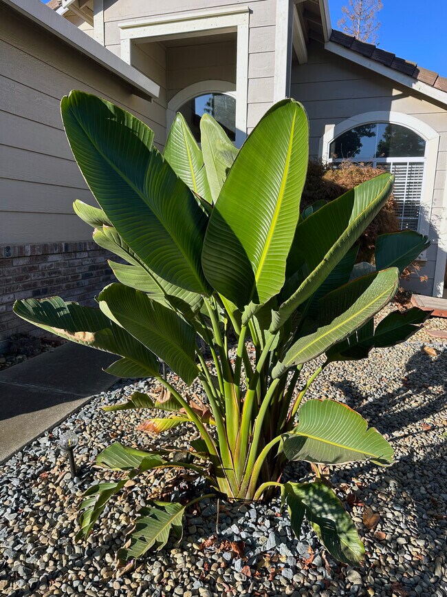 Front Yard Birds of Paradise - 9316 Caulfield Dr