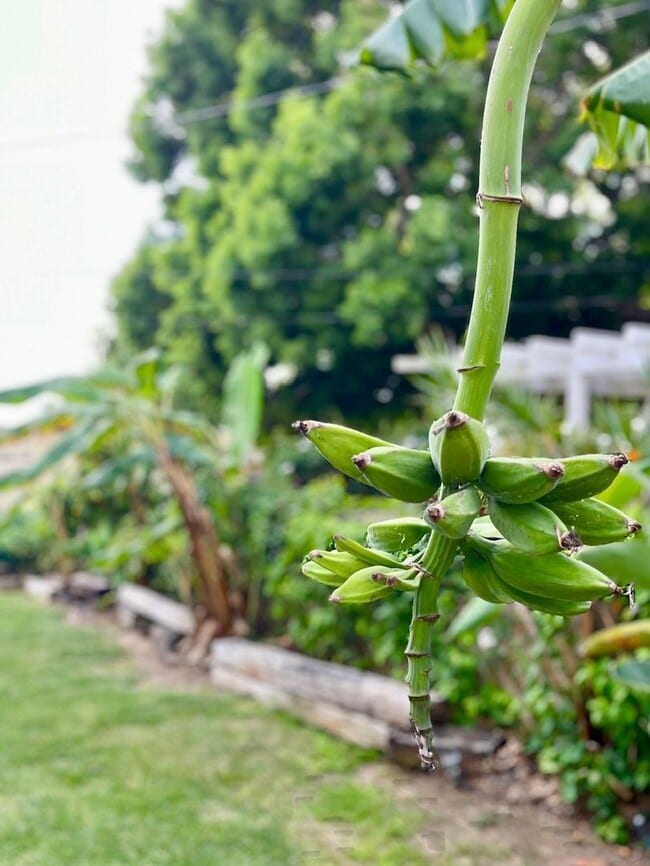 Building Photo - Quintessential Ventura 1 bed rear unit with LARGE, PRIVATE, BEAUTIFUL OUTDOOR LIVING AREA