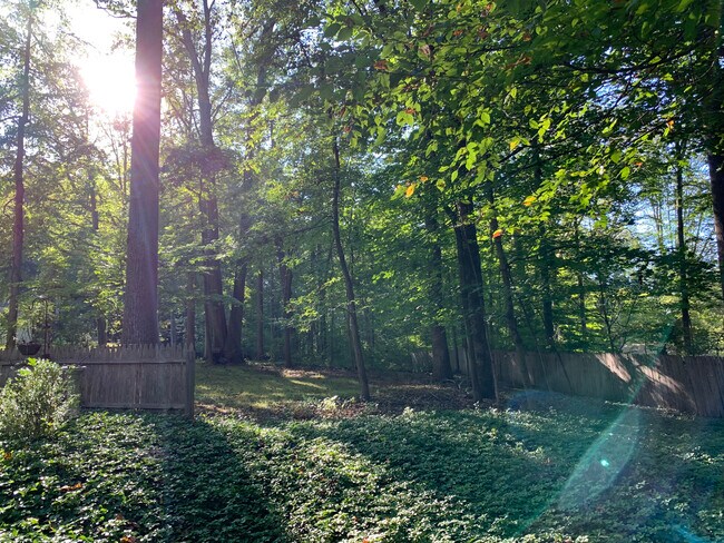 Backyard - 5 Cliffholme Rd