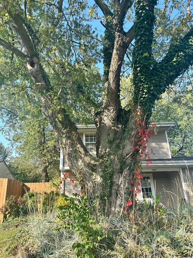 Building Photo - 1625 Tulip Tree Rd