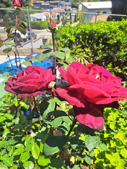 front garden roses - 1972 Avalon St