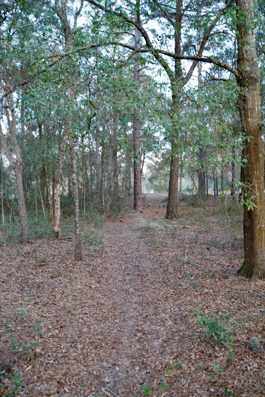 Building Photo - 29205 Saddle Oaks Ln