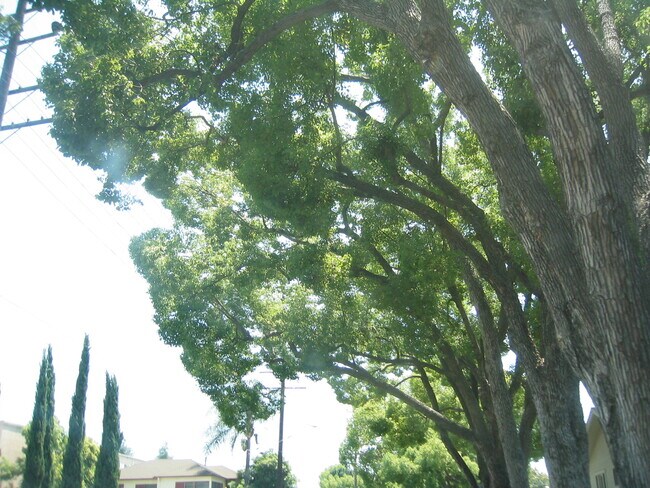 camphor trees shade the street parking - 4741 Ellenwood Dr