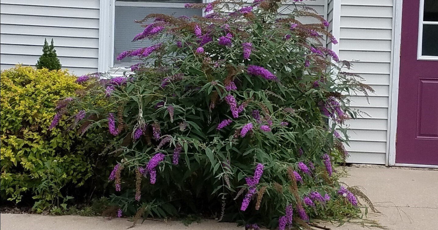 front Butterfly bushes - 232 N Lake St SE