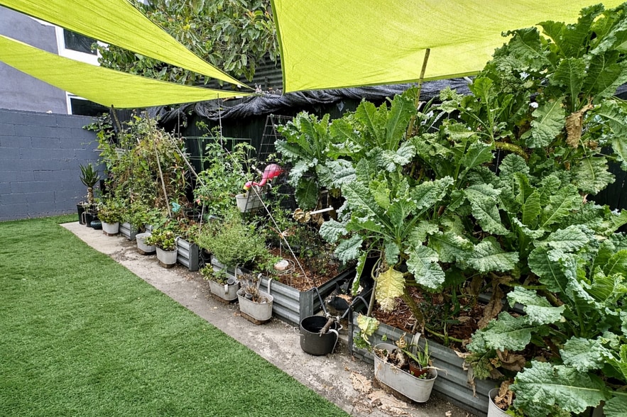 Back Garden - 1661 W 36th Pl