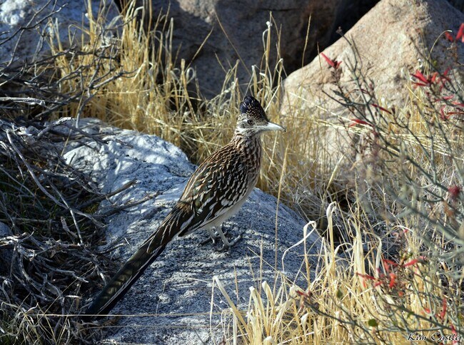 Building Photo - Canyon Granada,Unfurnished,Long Term