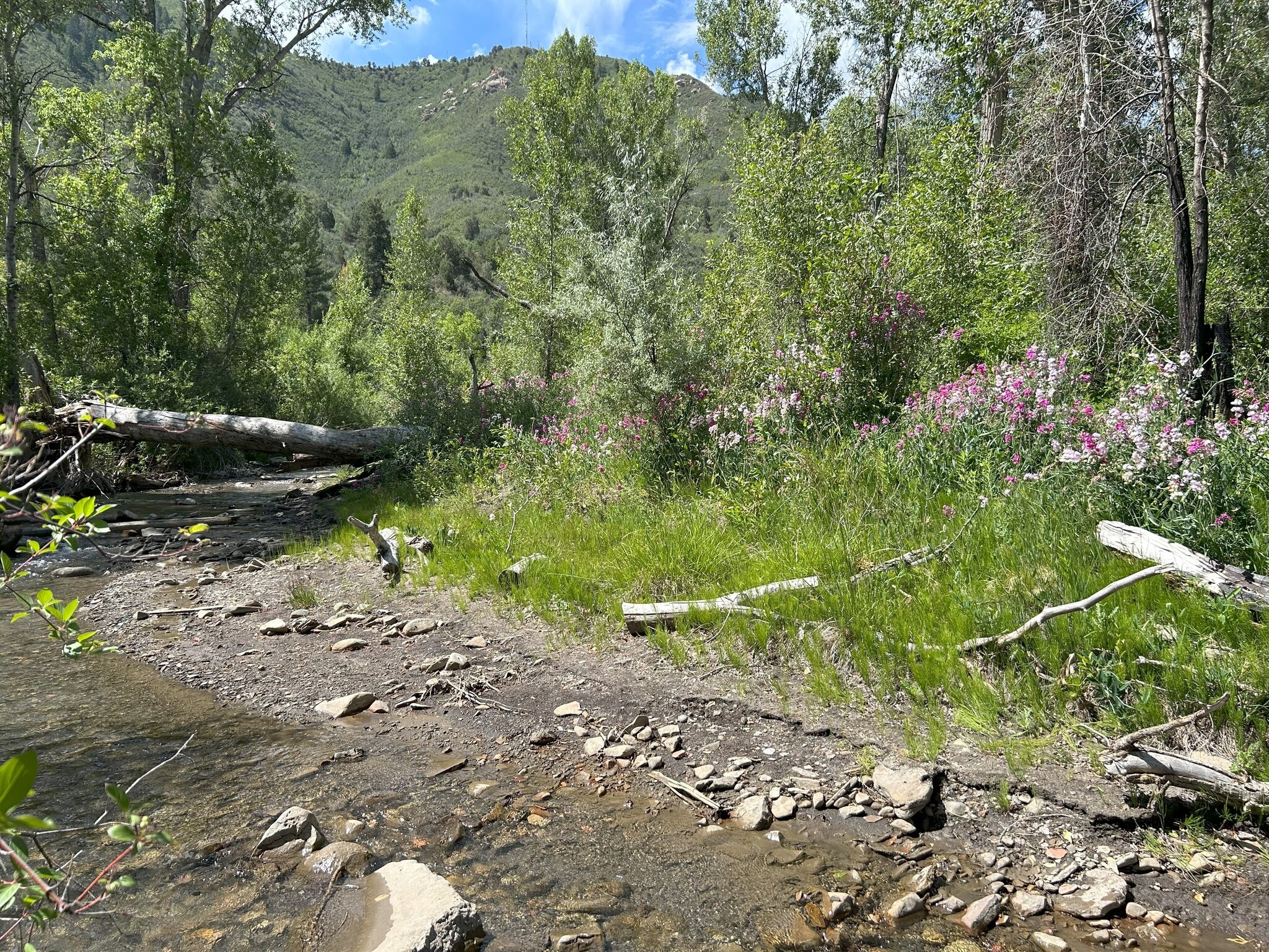 Lightner Creek along Private Park - 219 Rosemary Ln