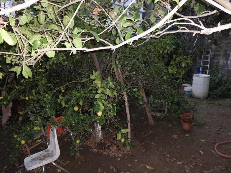 back yard - 1972 Avalon St
