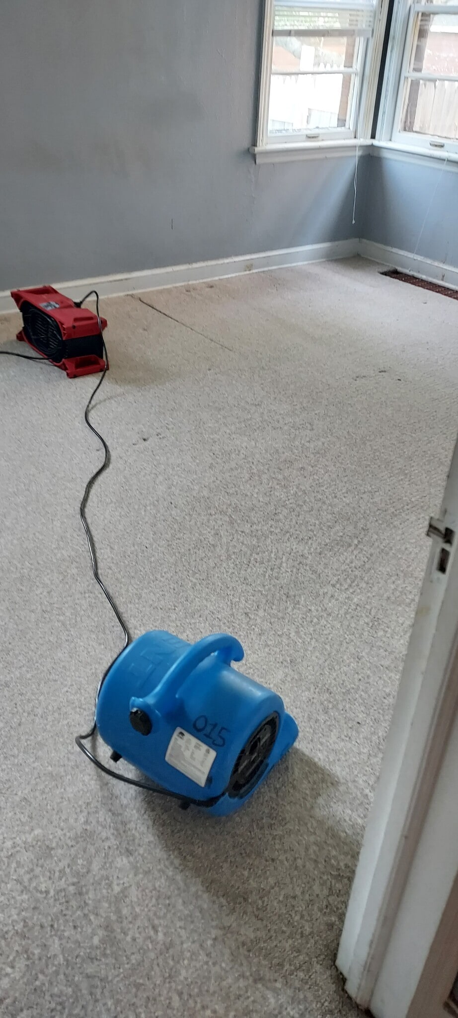 Freshly cleaned carpets - 2206 8th Ave