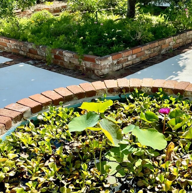 Pond w/ Water Hyacinth & Lotus Flowers - 335 Wailupe Cir