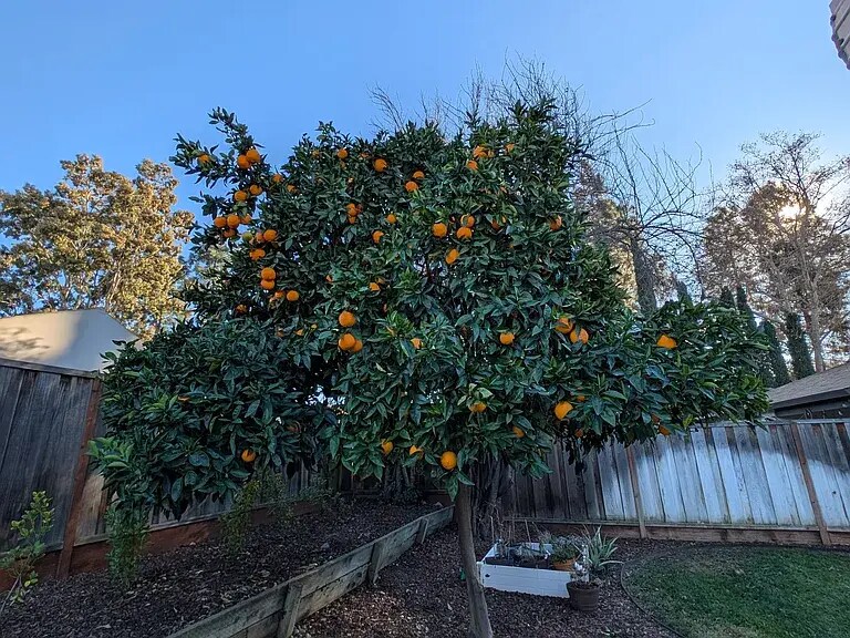 orange tree - 130 Avenida Espana