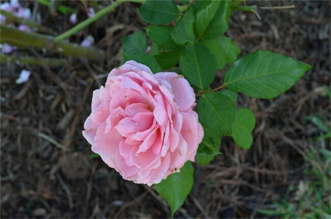 Building Photo - 12929 Corona Ct