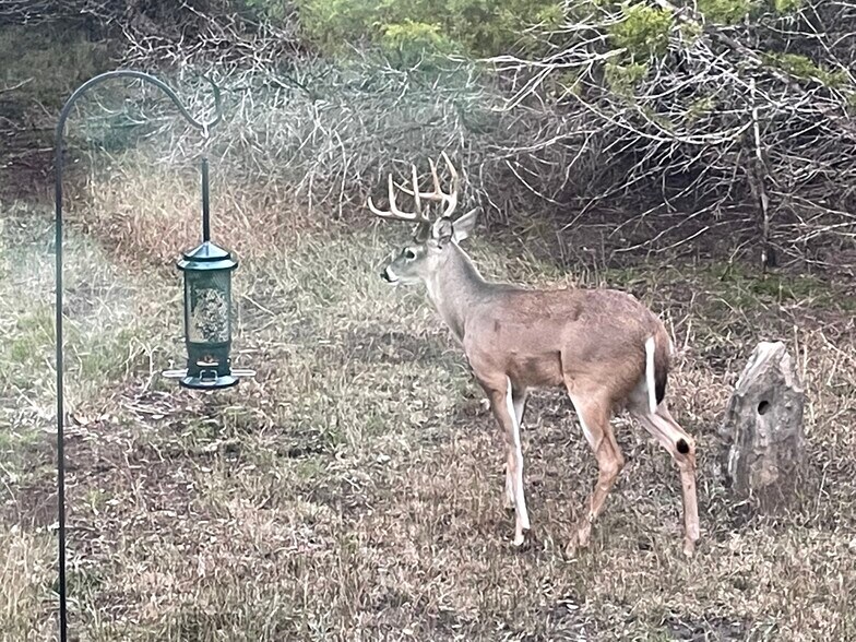 Deer frequent the land - 300 Lonesome Trl