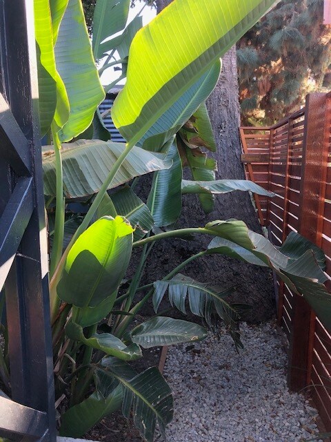 Front enclosed garden - 1444 Silver Lake Blvd