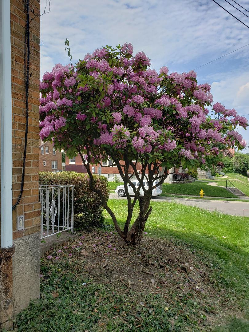 Rhododendron in Spring - 4525 Roth Ave