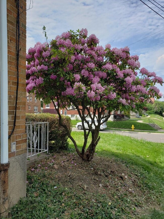 Rhododendron in Spring - 4525 Roth Ave