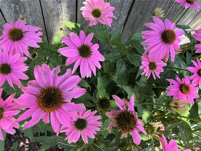 Building Photo - 558 Connecticut Ave