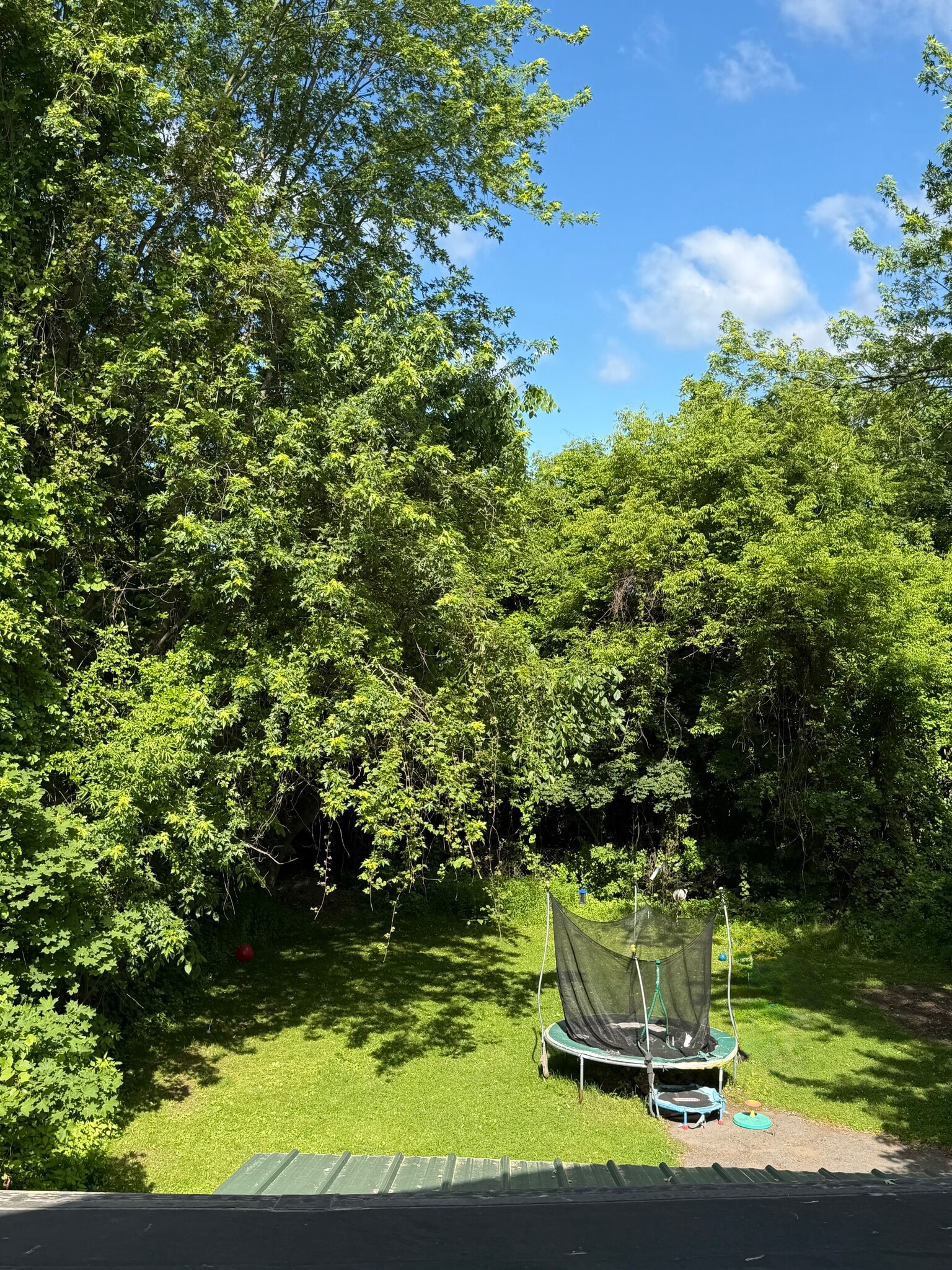 Backyard - Shared - 41 Derby St